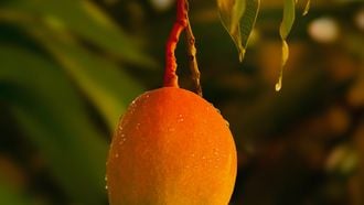 IJs in de vorm van mango
