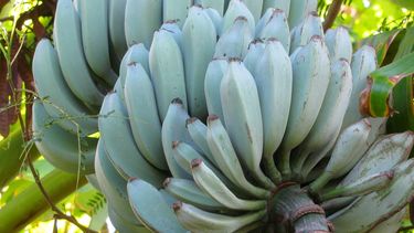 Afbeelding van blauwe bananen