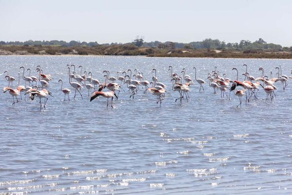 zout en flamingo's Camargue