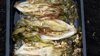 Andijvie uit de oven