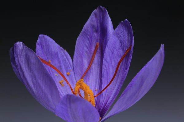 Saffraan krokus