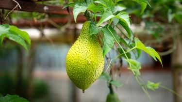 rijpe jackfruit