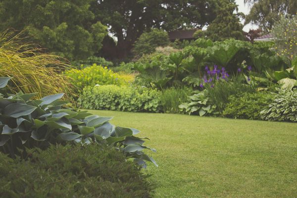 tuin met struiken en planten