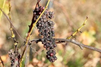 Noble rot of a wine grape, grapes with mold in ligurian near la spezia