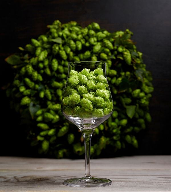 A tasting glass filled with fresh green hops. A bouquet of hops in the backgound. A sommelier uses this kind of glass for beer tasting. Hops are an important ingredient for beer brewing. With hops comes a certain taste into the glass.