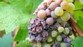 Noble rot of a wine grape, botrytised grapes