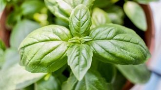 Basilicum plant verzorgen