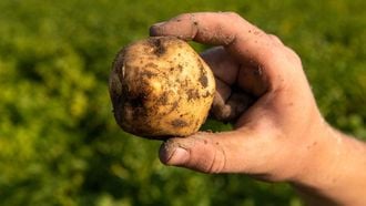Opperdoezer Ronde aardappel Opperdoes