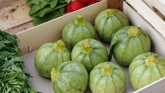 courgettes om courgetteboter van te maken
