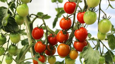 Welke kleine tomaten gebruik je wanneer