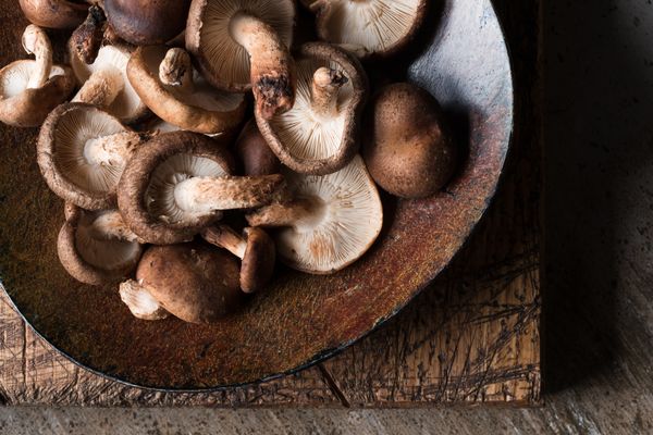 shiitake paddenstoelen