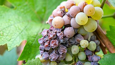Noble rot of a wine grape, botrytised grapes