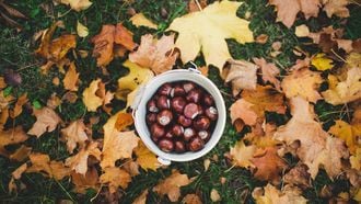 Kastanjes in een bakje