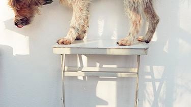 Hondenkoekjes van Yvette van Boven