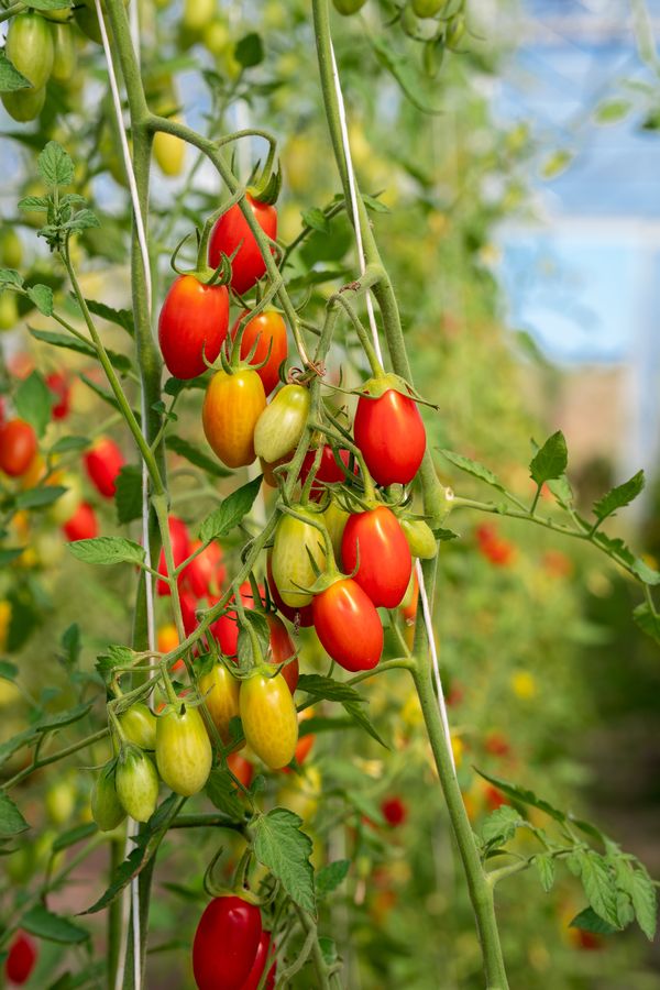 Tomaten uit de kas bij De Dyck in Woubrugge