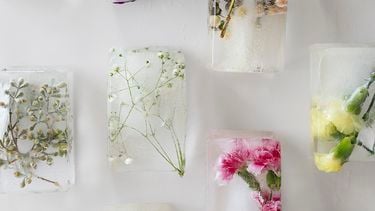 Flowers frozen into ice blocks laid out in lines on a white table.