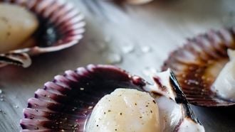 coquilles