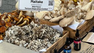 Eikenhaas paddenstoel maitake