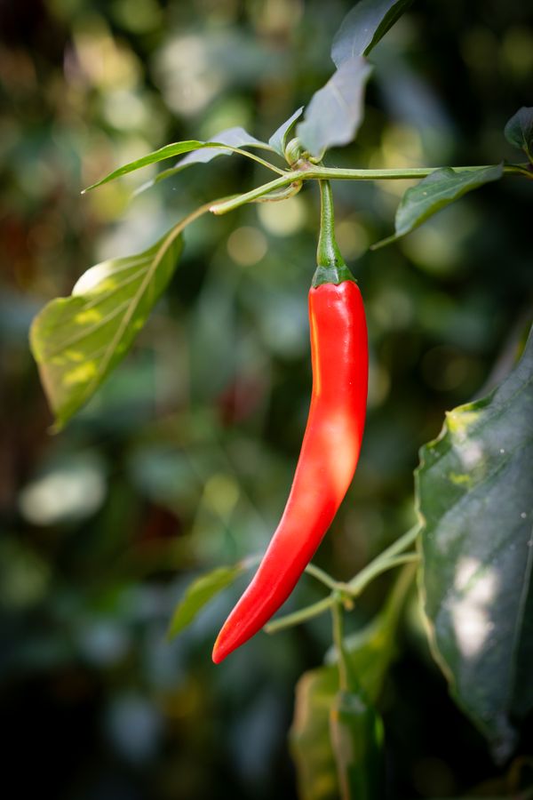 Westlandpeppers / pepers