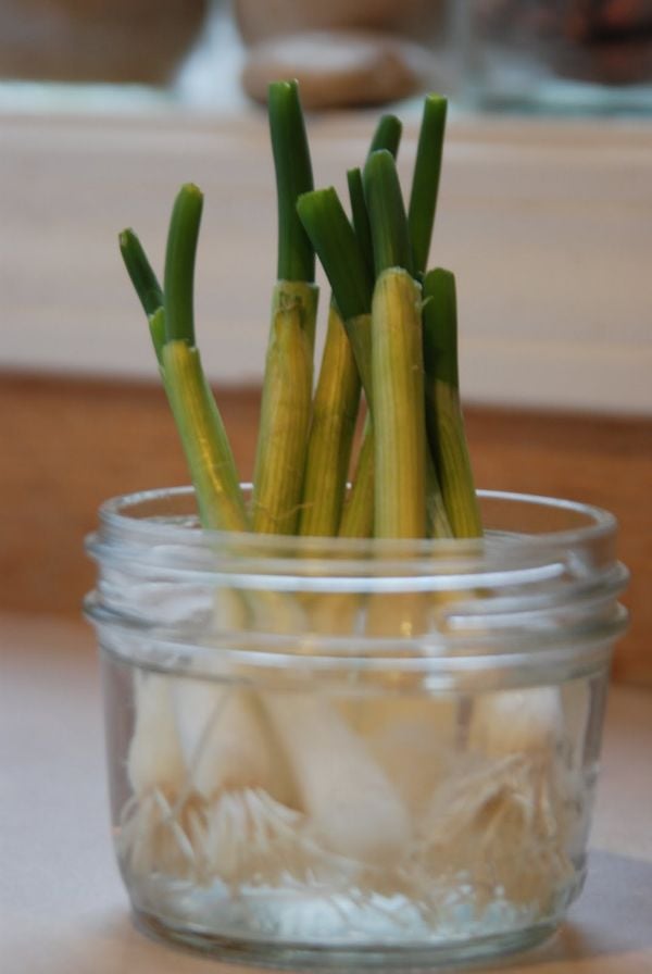 Grow your own spring onions