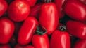 San Marzano tomaten