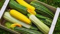verschillende courgette soorten