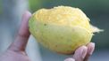 mango raspen