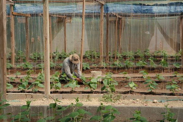Aruba farm