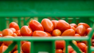 overgebleven tomaten stock unsplash