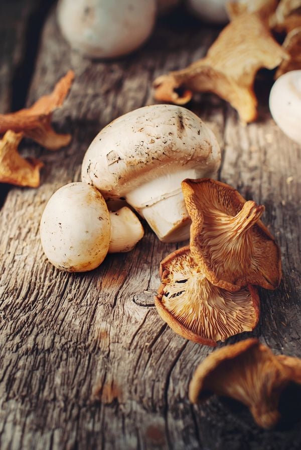 gerechten met paddenstoelen