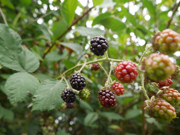 Picking blackberries wild