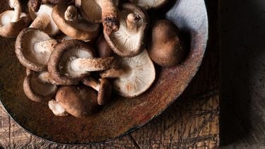 shiitake paddenstoelen