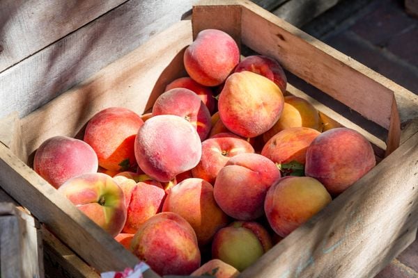 fruit bruleren stock unsplash