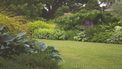 tuin met struiken en planten
