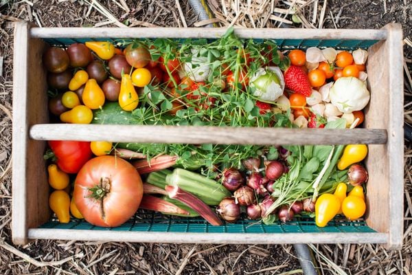 moestuingroenten stock unsplash