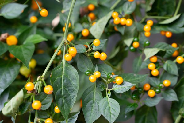 Westlandpeppers / pepers