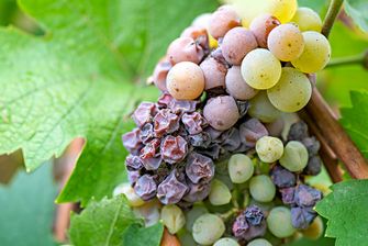 Noble rot of a wine grape, botrytised grapes