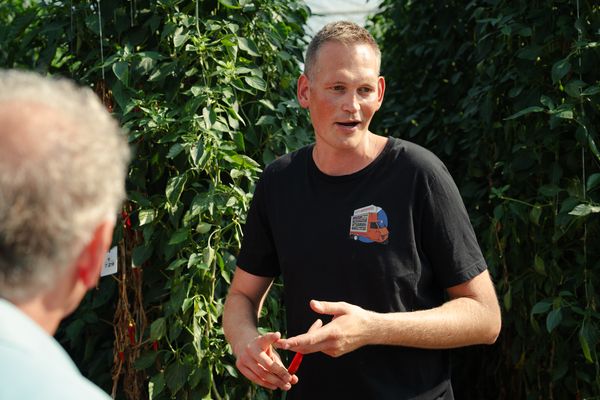 Westlandpeppers / pepers