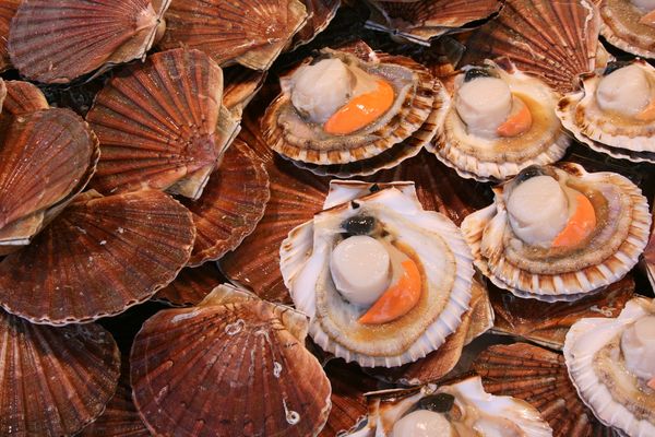 Coquille
