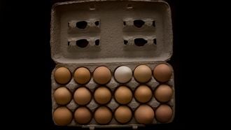 verschil bruine witte eieren