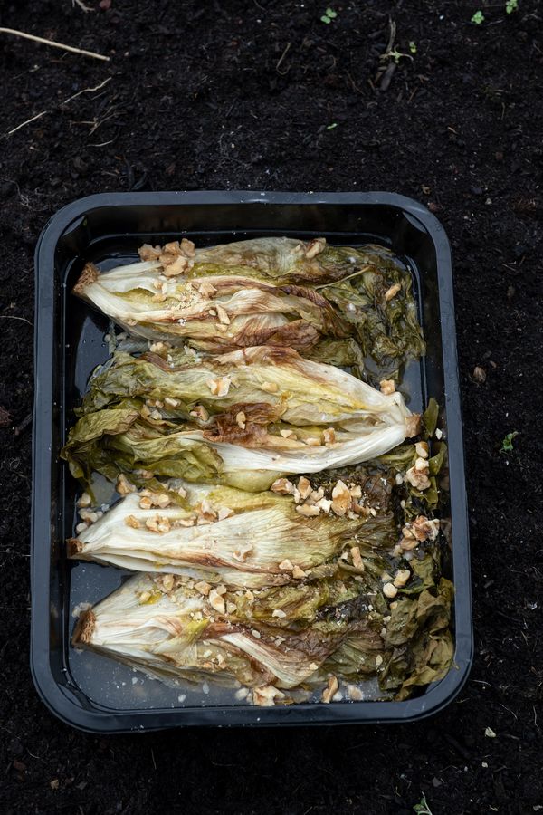 Endive from the oven