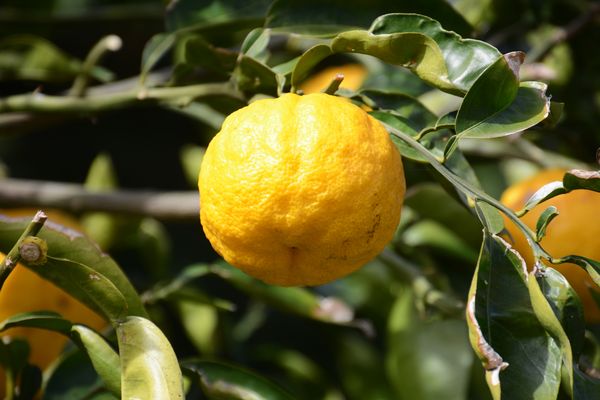Wat is yuzu