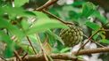 Fotov an de cherimoya of Jamaica-appel