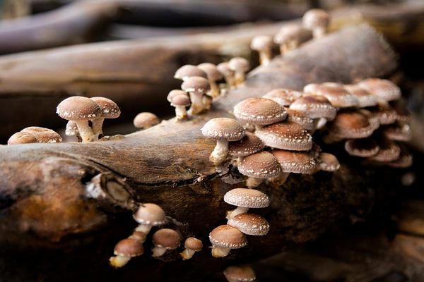 shiitake groeien