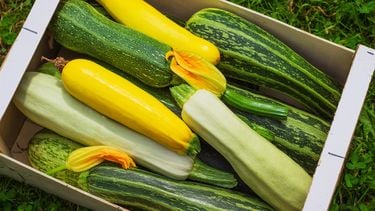 verschillende courgette soorten
